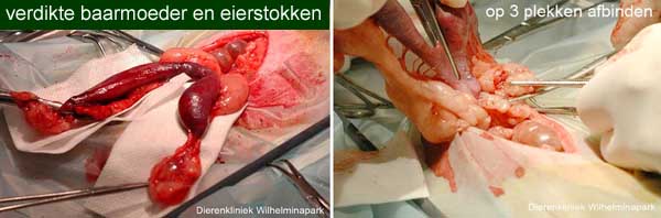 Sterilisatie cavia: beide eierstokken zijn afgebonden, nu wordt de baarmoedermond (= cervix) en de grote bloedvaten afgebonden